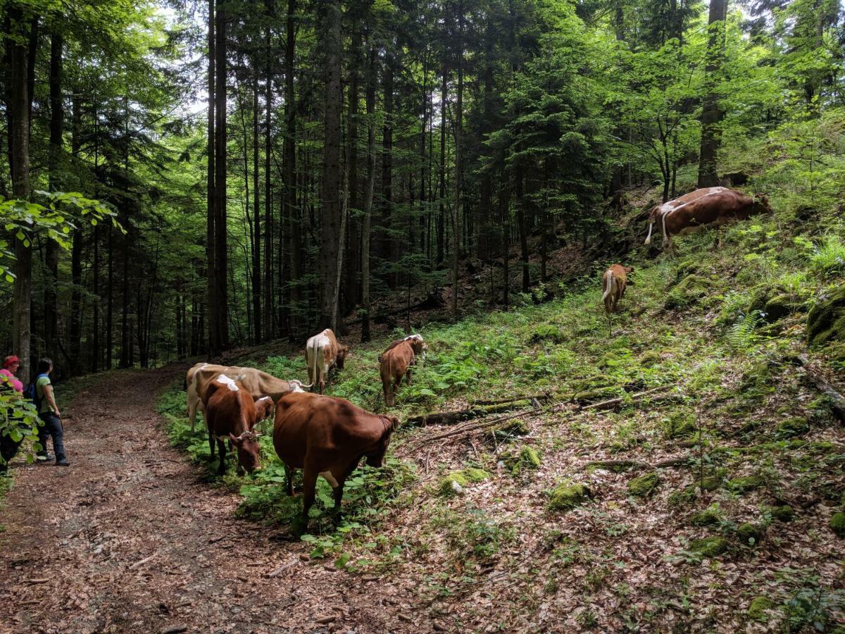 Puzman Farm Glamping Villa Radovljica Eksteriør billede